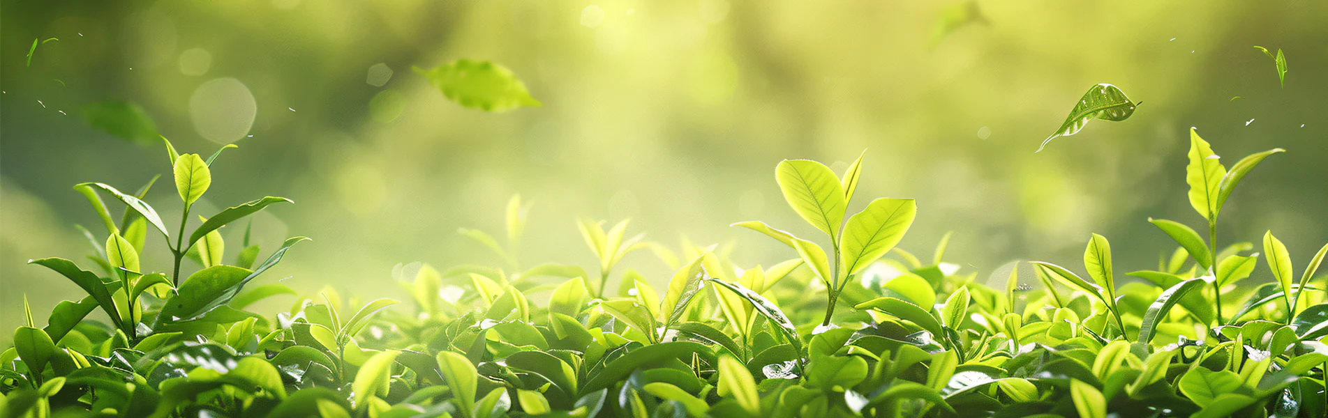 Banner Tea Leaves